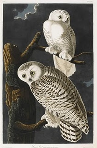 Sotheby's, John James Audubon 2