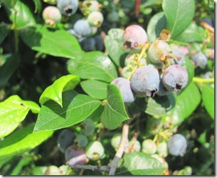 Blueberries