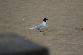 Adult Mediterranean Gull