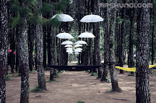 wisata rumah pohon sragi banyuwangi