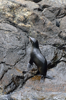 Seal climbing out of the water in Milford Sound in New Zealand