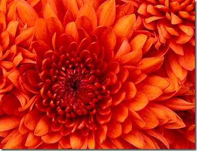 Chrysanthemum