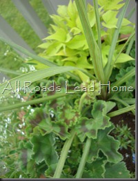 Planting Flowers 011