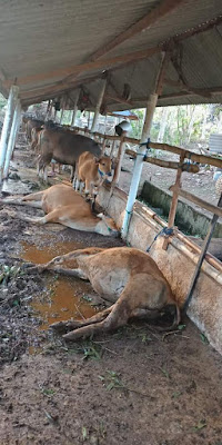 Musim kemarau Panjang di Nusa Penida puluhan Ternak Warga Mati 