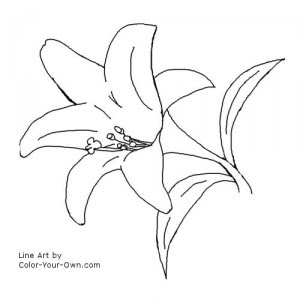 free printable lily coloring pages