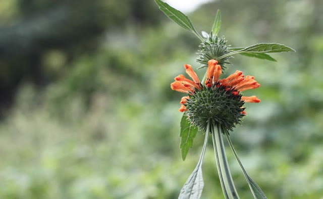 Lions Ear Flowers Pictures