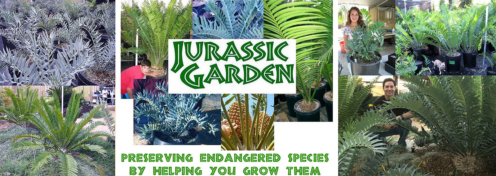 Jurassic Garden
