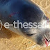 Σκότωσαν φώκια “Monachus Monachus” - ΦΩΤΟ