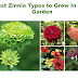 The best zinnia varieties to grow in your garden