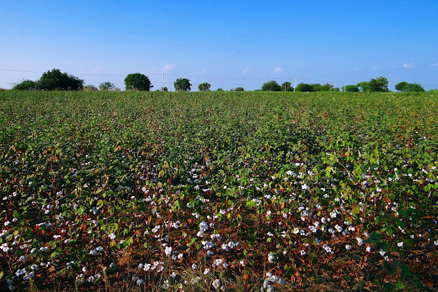 cotton crop, fertilizer management, nutrient management, macronutrients, micronutrients, soil application, foliar application, integrated nutrient management, organic matter, crop residue management, timing and split application, precision agriculture, monitoring and evaluation, sustainable farming.