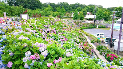 道の駅しらとりの郷・羽曳野のあじさい(羽曳野市)