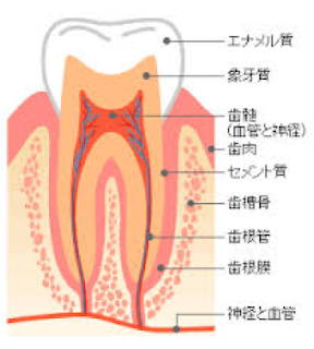 歯の神経と歯髄