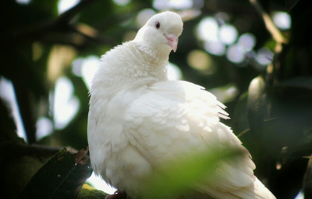 White Pigeon In Hindi