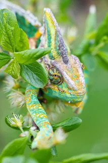 A chameleon turning into shades of green to blend in with the foliage.