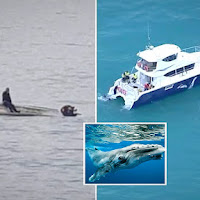 Lima orang maut selepas bot yang membawa 11 penumpang terbalik dilanggar ikan paus