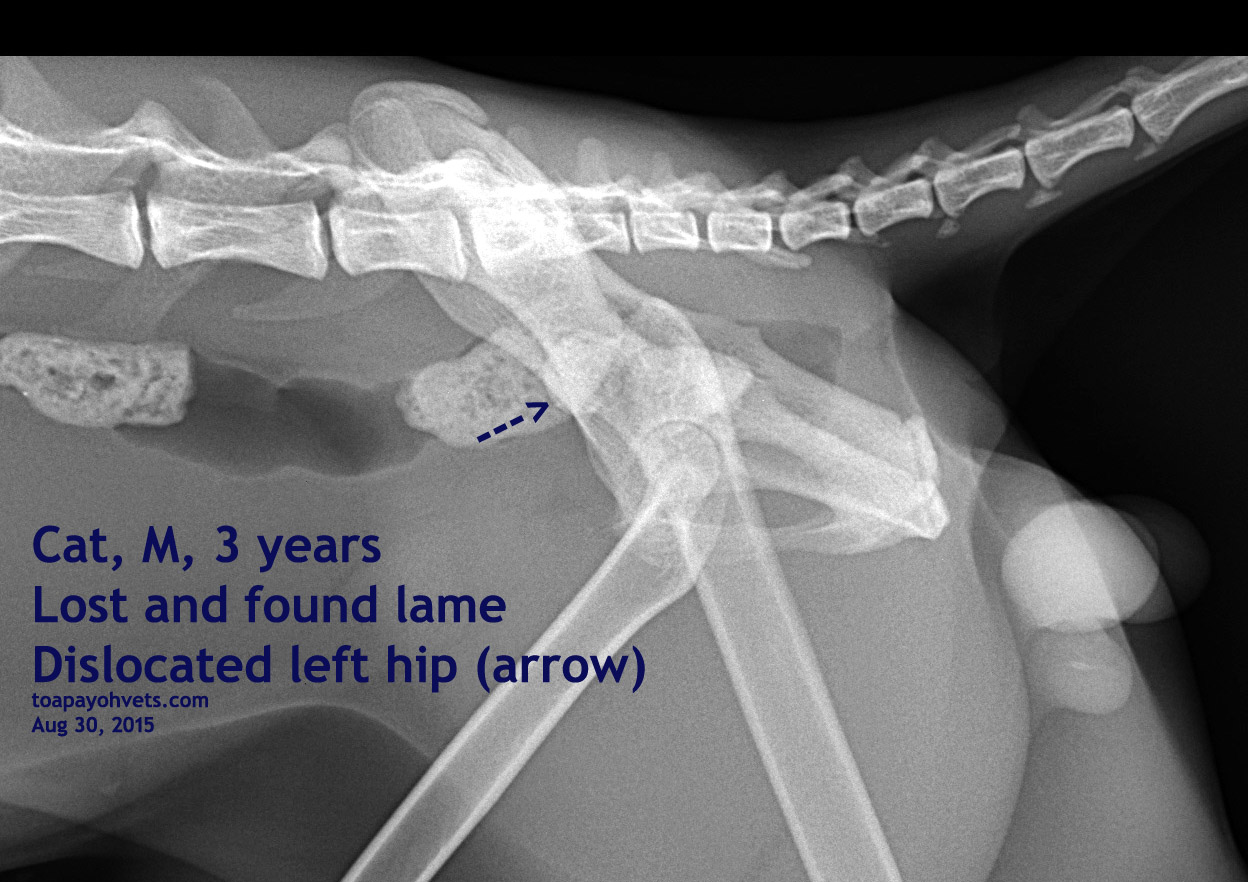 2010vets: 2978. A cat has dislocated left hip