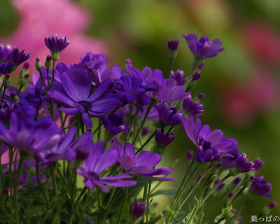 Purple Flower in Spring Wallpaper