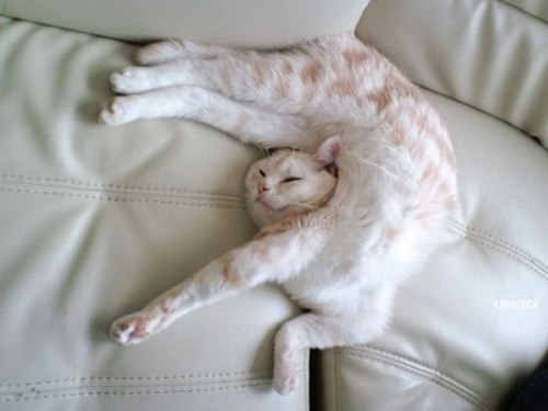 contorsionista+3+gato.jpg