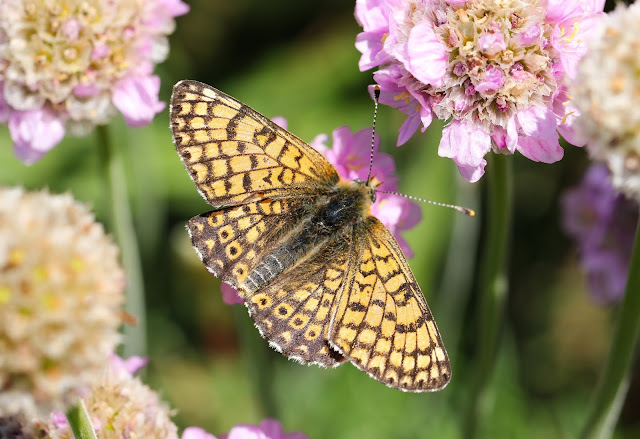 Glanville Fritillary - Isle of Wight