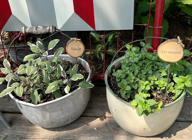 Photo of herbs potted in old kettles with wood slice stenciled plant markers.