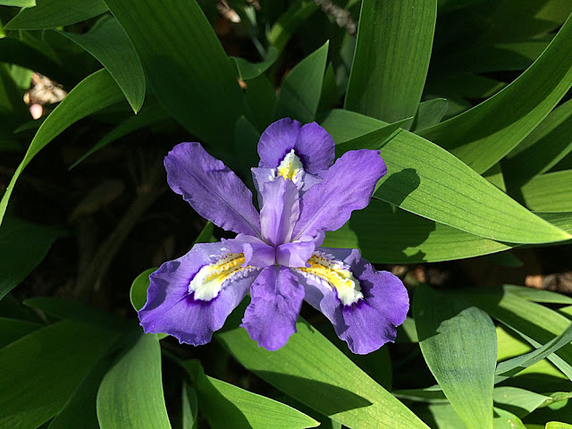 Purple Iris Photo