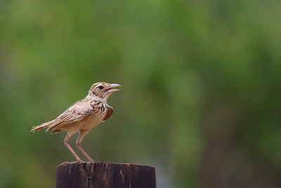 A photograph of a Paddyfield Pippit taken in Arugam Bay, Sri Lanka