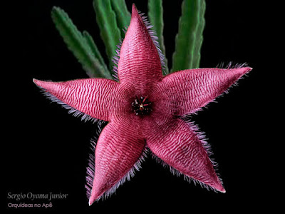 Suculenta Stapelia hirsuta