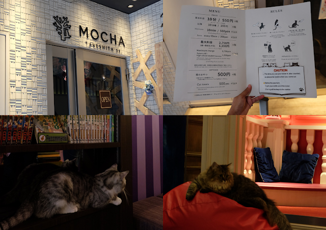 Cat Cafe Mocha Harajuku Tokyo Curitan Aqalili