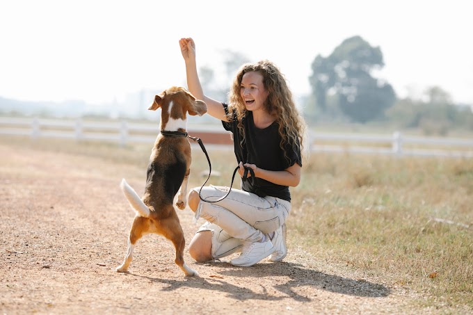      stop dog pulling on leash    