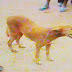 Dog disowned, killed after having sex with 19 year old boy in Edo 