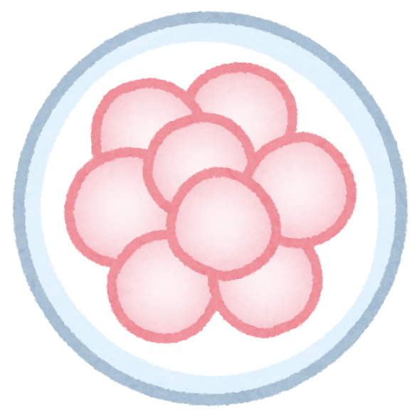 いろいろな受精卵のイラスト かわいいフリー素材集 いらすとや いろいろな受精卵のイラスト かわいいフリー素材集 いらすとや