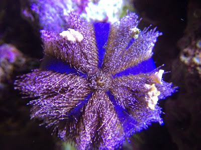 Blue Tuxedo urchin