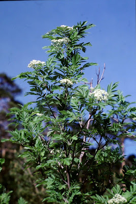 Рябина Мейниха / Хедлундия Мейниха (Sorbus meinichii, =Hedlundia meinichii)