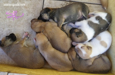 filhotes de cachorro dormindo recem nascidos pequenos puppies puppy cub pup