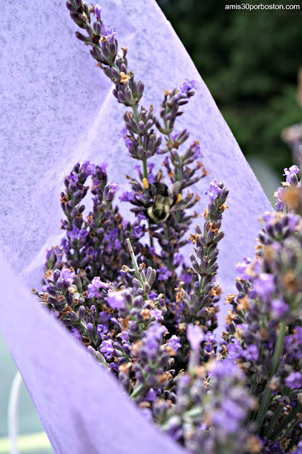 Ramo de Laromay Lavender Farm en Hollis, New Hampshire