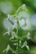 Fleur blanche: orchidée platanthère dans la lumière (photo fleur orchidee blanche platanthere sauvage)