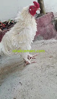 Ayam Walik Putih Tembus Mata Paruh Kaki Putih