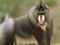 Baboon Animal Pictures