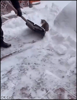 Funny Cat GIF • Playful cat helping shovel snow! A purrfect NEW winter game with Dad [ok-cats.com]