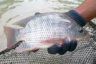 empat Supplier Jual Ikan Nila Bibit dan Konsumsi Mataram, Nusa Tenggara Barat