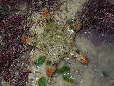 Starfish, Orange-tipped sea star, Gymnanthenea laevis