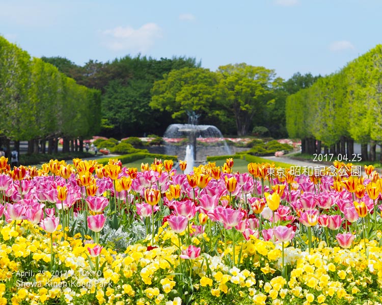 昭和記念公園の花！