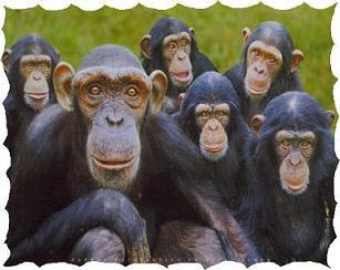 Comitato Primati