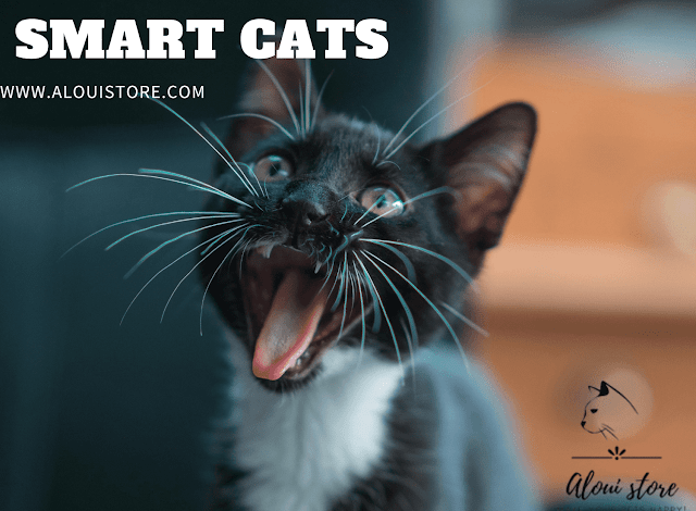 smart cats