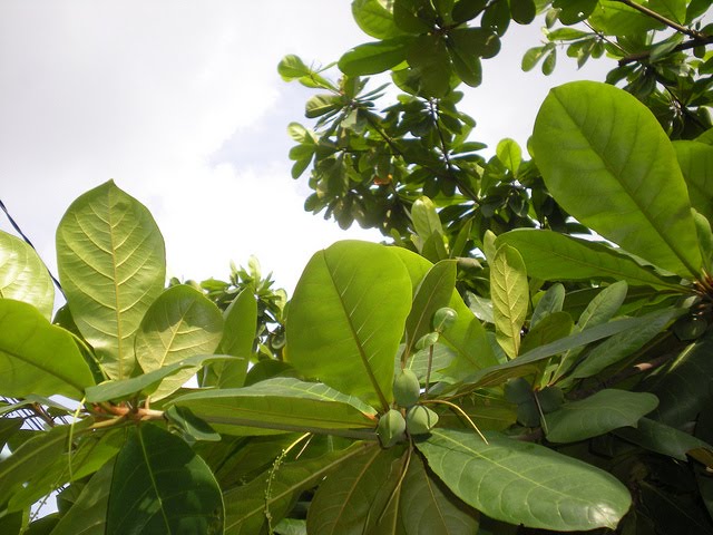 piekybettahouse Daun ketapang kering atau Almond leaf