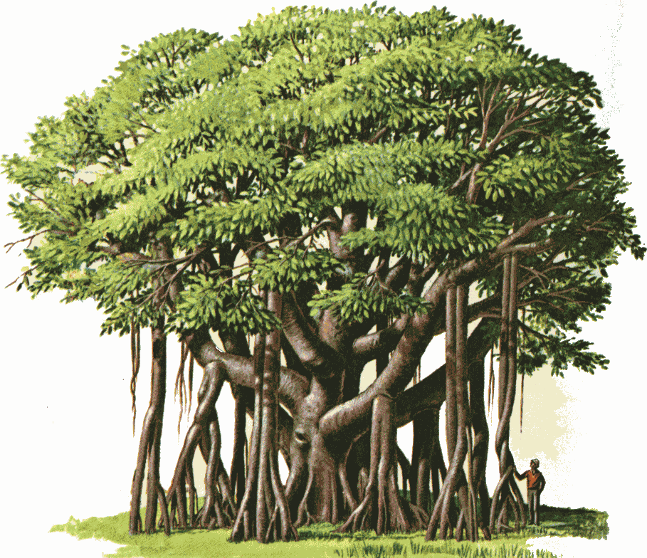 gambar pohon beringin dalam pancasila