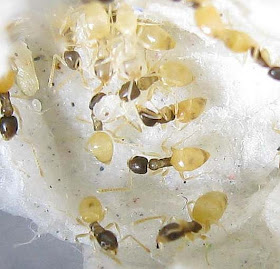 Tapinoma melanocephalum