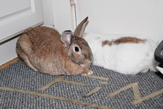 Bunnies On Carpet