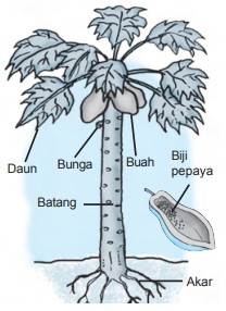 Bagian-bagian pohon pepaya