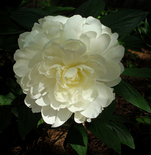 Swan House Gardens | Atlanta History Center | Photo: Travis Swann Taylor